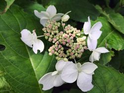 Hortênsia serrata "Grayswood", hortênsia