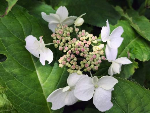 Hortênsia serrata "Grayswood", hortênsia