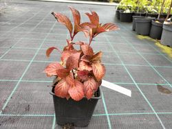 Hortênsia serrata "Preziosa", hortênsia