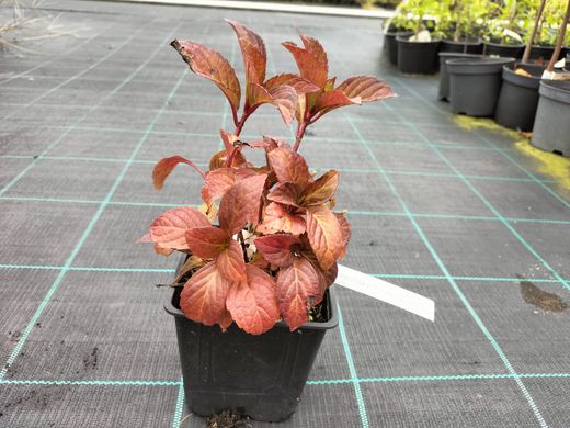 Hortênsia serrata "Preziosa", hortênsia