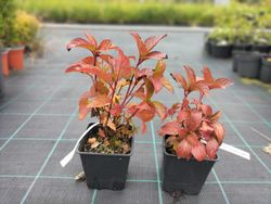 Hortênsia serrata "Preziosa", hortênsia