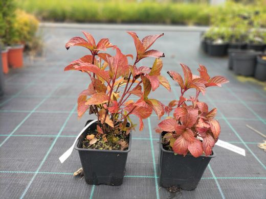 Hortênsia serrata "Preziosa", hortênsia