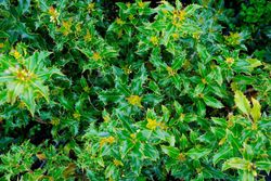 Ilex aquifolium Alaska, acebo de Alaska