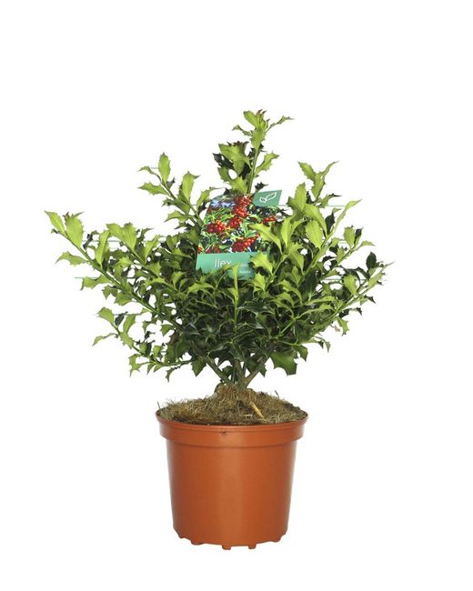 Ilex aquifolium Alaska, acebo de Alaska