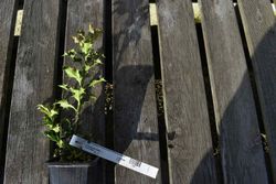 Ilex aquifolium Alaska, acebo de Alaska