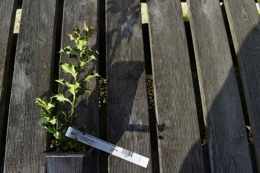 Ilex aquifolium Alaska, acebo de Alaska