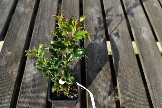 Ilex aquifolium Alaska, acebo de Alaska