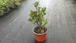 Ilex aquifolium Alaska, acebo de Alaska