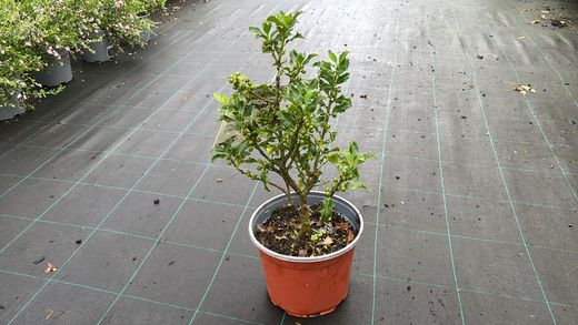 Ilex aquifolium Alaska, acebo de Alaska
