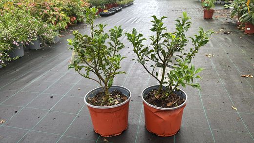 Ilex aquifolium Alaska, acebo de Alaska