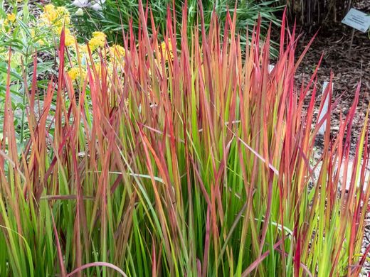 Imperata cylindrica Red baron