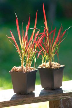 Imperata cylindrica Red baron