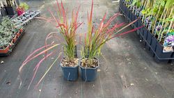 Imperata cylindrica Red baron