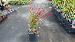 Imperata cylindrica Red baron