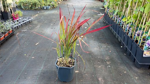 Imperata cylindrica Red baron