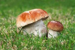 Inóculo micorrízico de Boletus edulis