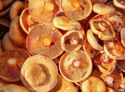 Inoculum mycorhizien de Lactarius deliciosus, chanterelles