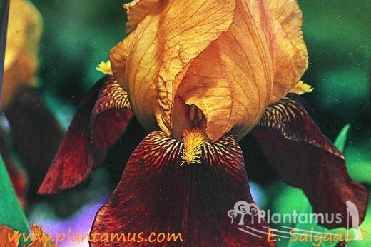 IRIS GERMANICA ROUGE-ORANGE