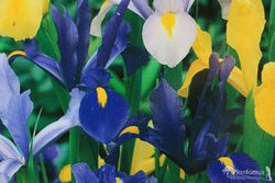 Iris Hollandica mezcla de colores