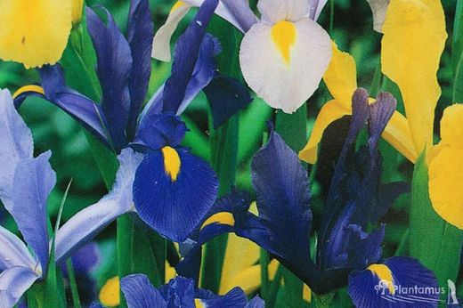 Iris Hollandica mezcla de colores
