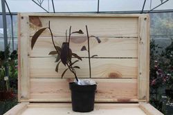 Itea virginica 'Henrys granada' em vaso