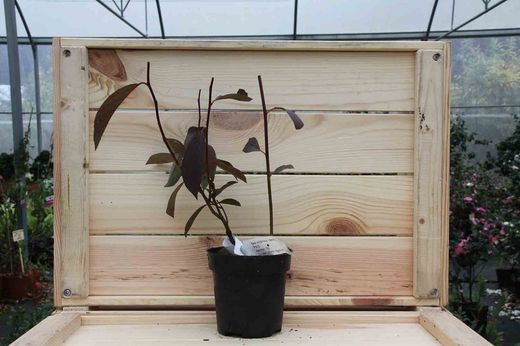 Itea virginica 'Henrys granada' em vaso