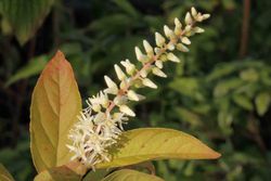 Itea virginica 'Henrys granada' em vaso