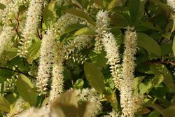 Itea virginica 'Henrys granada' em vaso