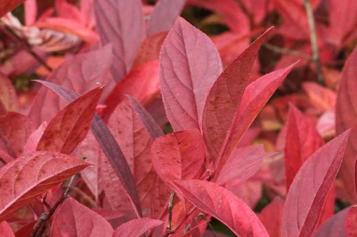 Itea virginica 'Henrys granada' em vaso