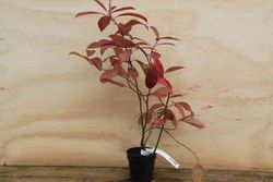 Itea virginica 'Henrys granada' em vaso