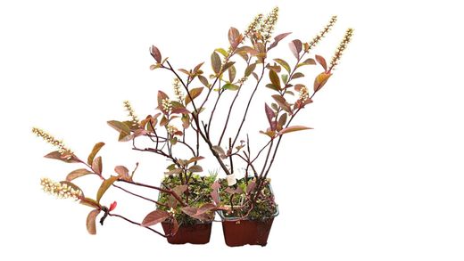 Itea virginica 'Henrys grenat' en pot