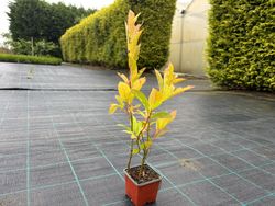 Itea virginica 'Henrys granada' em vaso