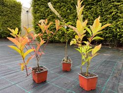 Itea virginica 'Henrys granada' em vaso