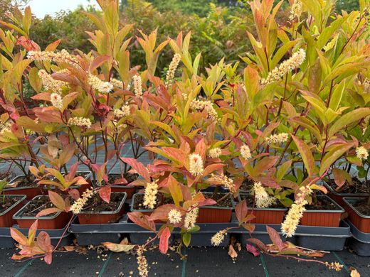 Itea virginica 'Henrys granada' em vaso