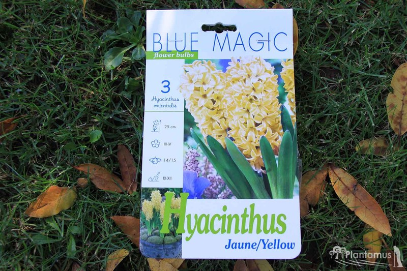 Vente de bulbes de jacinthe jaune — Plantamus Pépinière en ligne