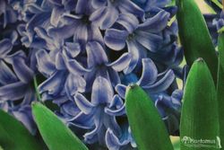 Jacintos azules