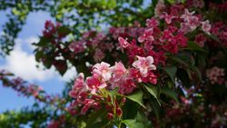 Jasminum beesianum - Jazmín rojo carmín