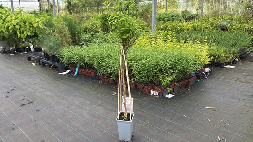 Jasminum beesianum - Jazmín rojo carmín