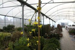 Jasminum nudiflorum, jasmim amarelo