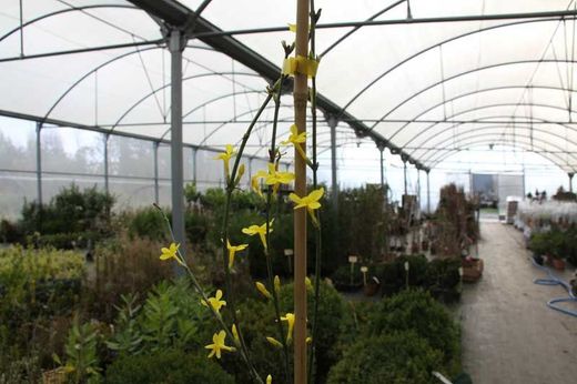 Jasminum nudiflorum, jasmim amarelo