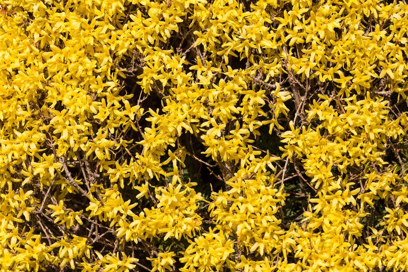 Plantas trepadoras: Jasminum nudiflorum, jazmín de invierno — Plantamus  Vivero online