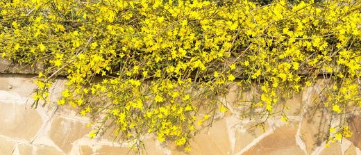 Jasminum nudiflorum, jazmín amarillo