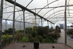 Jasminum nudiflorum, jasmim amarelo