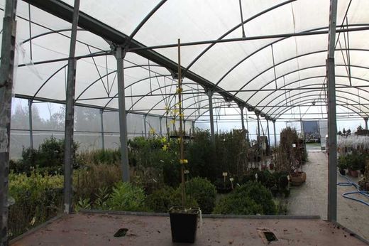 Jasminum nudiflorum, jasmim amarelo