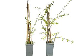 Jasminum nudiflorum, jasmim amarelo