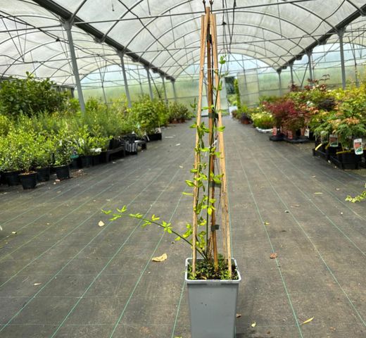 Jasminum nudiflorum, jasmim amarelo