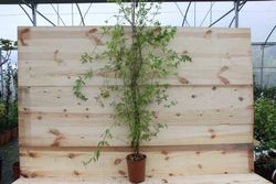 Jazmín amarillo, Jasminum mesnyi.