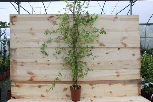 Jazmín amarillo, Jasminum mesnyi.