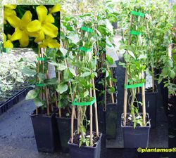 Jazmín amarillo, Jasminum mesnyi.