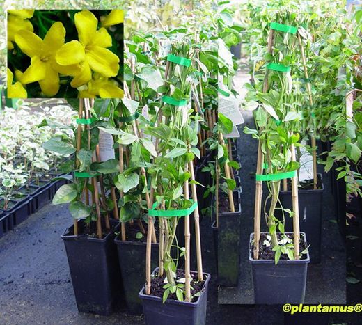 Jazmín amarillo, Jasminum mesnyi.